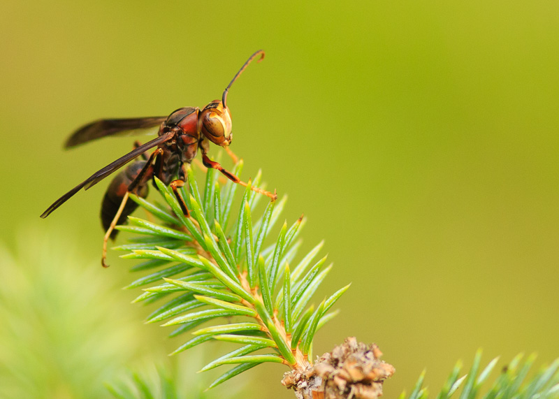 Wasp On a Spruce