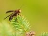 Wasp On a Spruce